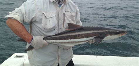 Cobia Fish Spiritual Meaning Symbolism And Totem Explained