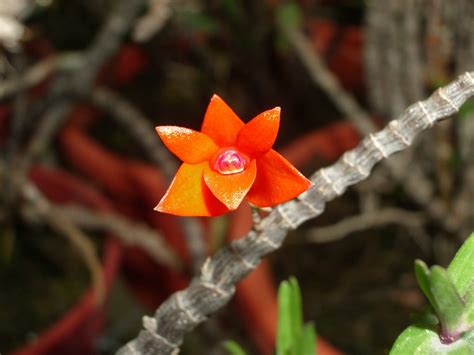 Dendrobium Jacobsonii Care And Culture Travaldos Blog