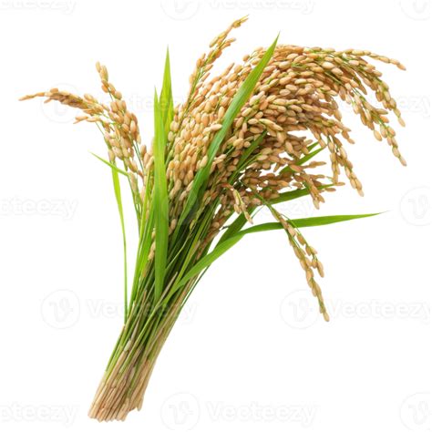 rice crops png