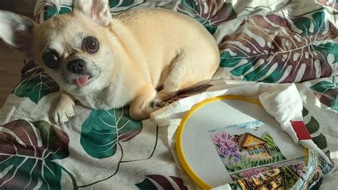 Милл Хилл без Милл Хилла / Отпуск / Очередная организация бисера ...