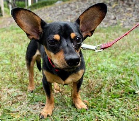 Bond The Little Chiweenie Mixs Web Page