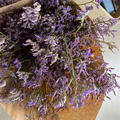 limonium flower 7
