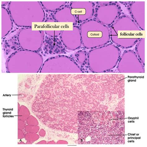 histology of endocrine glands Flashcards | Quizlet