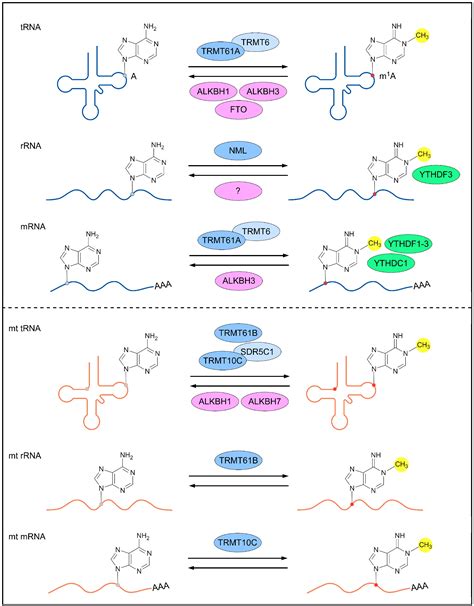 M1A RNA Modification In Gene Expression Regulation Encyclopedia MDPI