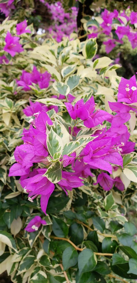 Bougainvillea glabra variegata | So Peyzaj Proje ve Danışmanlık
