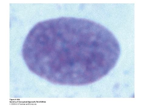 LECTURE CONNECTIONS 4 Sex Determination And SexLinked Characteristics