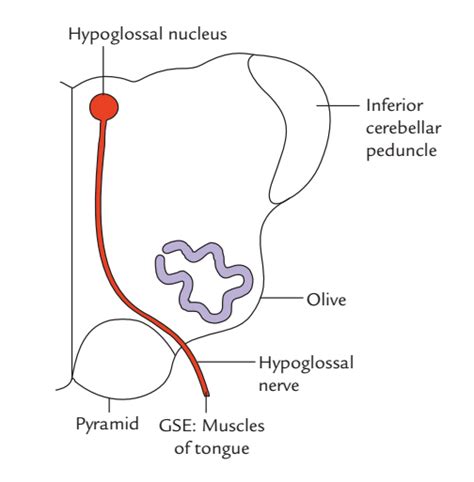 Easy Notes On 【Hypoglossal Nerve】Learn in Just 3 Minutes!