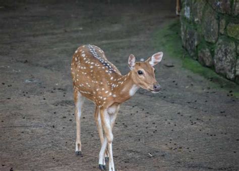 Explore the Wonders of Vandalur Zoo Unforgettable Experience - Best Places