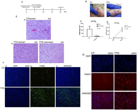 Long Term Tto Treatment Suppresses Glioblastoma Growth In Vivo Um Mg