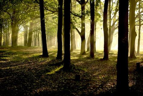 Komorebi Photos, Download The BEST Free Komorebi Stock Photos & HD Images