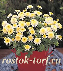 Каталог Танацетум / Пиретрум девичий (Tanacetum parthenium) Santana ...