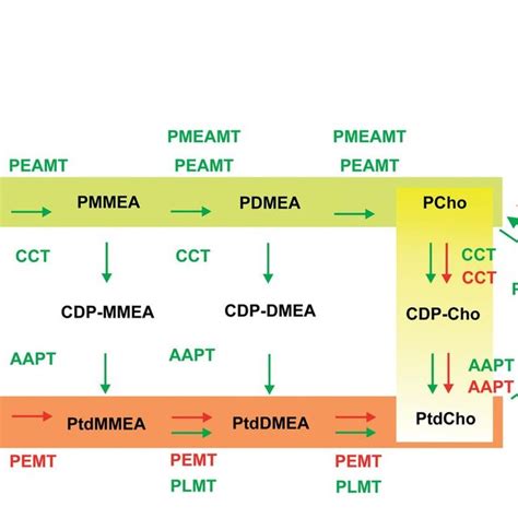 Phosphatidylcholine biosynthesis pathways in plant and animal cells ...