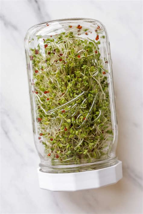 Fermented Broccoli Sprouts Sauerkraut • Cultured Guru