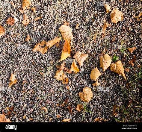 gray sandy stone ground  autumn leaves background texture stock