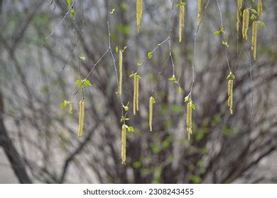 12 Whisper To The Willow Tree Images, Stock Photos, 3D objects ...