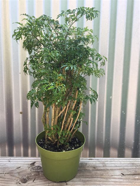 Polyscias fruticosa (ming aralia) – Plant Material