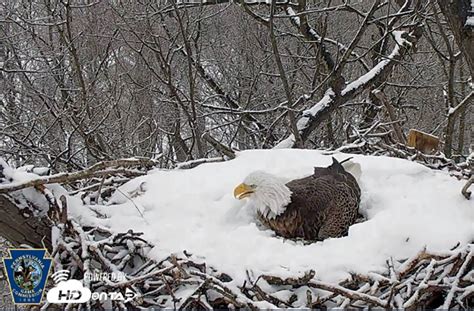 Pennsylvania gets another livestreaming webcam at a bald eagle nest