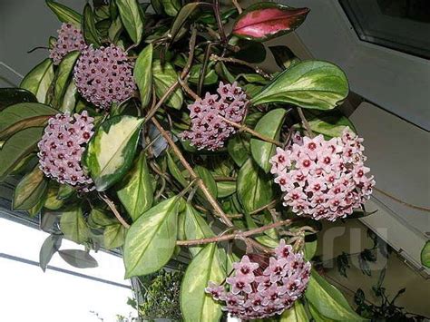 Хойя карноза триколор (пестролистная) во Владивостоке