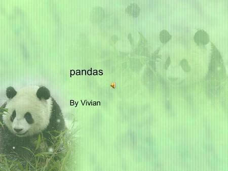 Giant Pandas - Habitat and Conservation