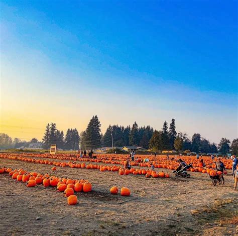 The 16 Best Pumpkin Patches Near Seattle For 2023