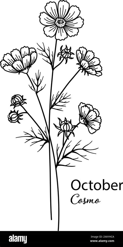 Birth Month Flower Of October Is Cosmo Flower For Printing Engraving