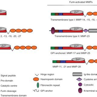 Distinct Functions Of Matrix Metalloproteinases Mmps Contribute To