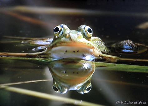 Mi Rincón Natural Ranas Los Anuros Son Un Grupo De Anfibios Con