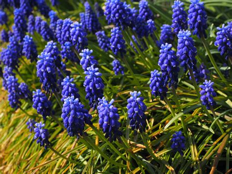 Free Images - muscari flowers blue 1117845