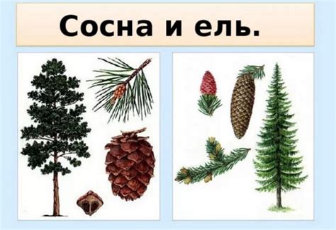 Как выглядит ель и сосна