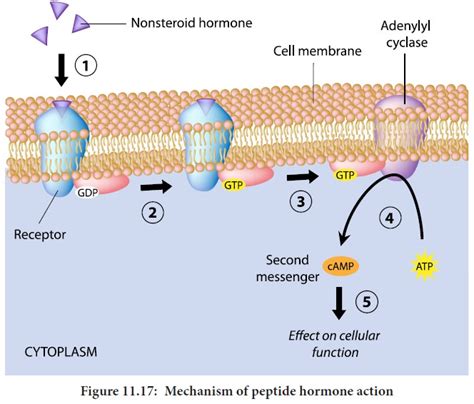 Mechanism Of Hormone Action