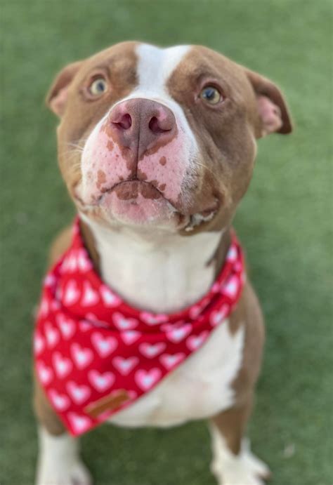 onslow county animal shelter 6