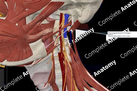 Pharyngeal Branch Of Vagus Nerve Complete Anatomy