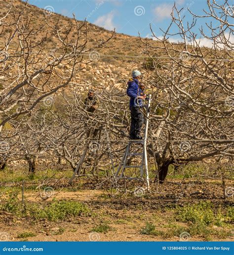 Farm Workers Pruning Fig Trees Editorial Image - Image of pruning