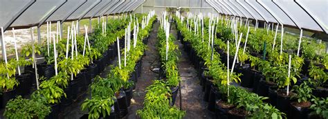 Thai Pepper Products
