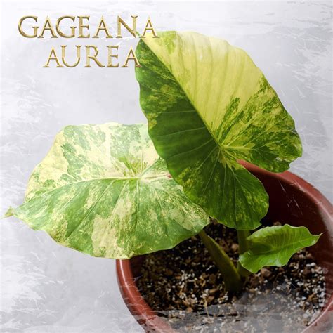 Alocasia Gageana Aurea - Xanh Xanh Urban Forest