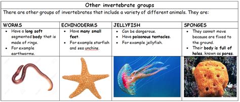 Science And Physical Education Invertebrate Animals Classification