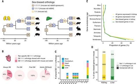 Sex Biased Gene Expression Across Mammalian Organ Development And Evolution Science