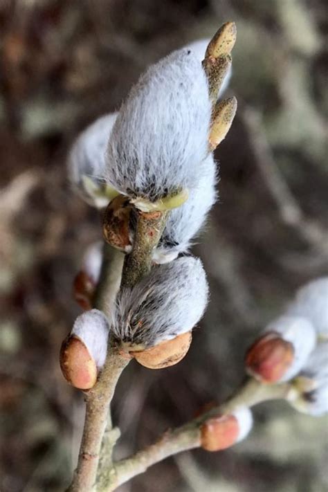 Buy American Pussy Willow FREE SHIPPING Wilson Bros 3 Gallon Pot