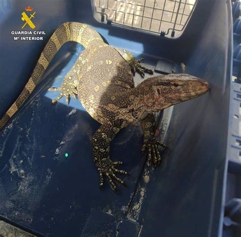 El SEPRONA aprehende en Villarta de San Juan un Varano del Nilo, una
