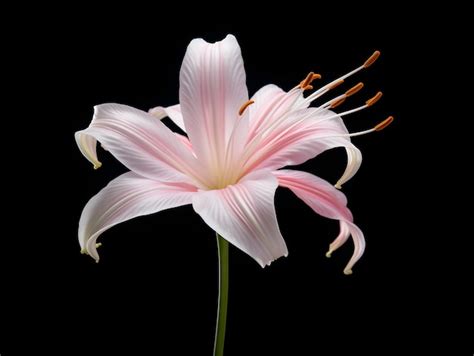 Premium Photo Lily Flower In Studio Background Single Lily Flower