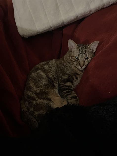 Help identify my cats breed : r/catbreeds