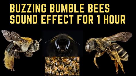 Bumble Bee Sound Effect 1 Hour Of Buzzing Youtube