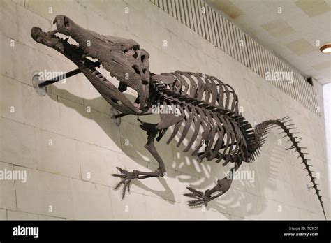 Moscow Rf 05122019 Paleontological Museum Skulls And Skeletons Of