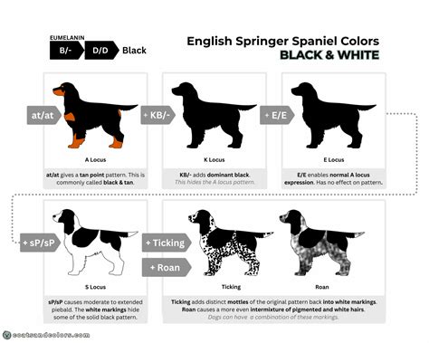 English Springer Spaniel Coat Colors Coats And Colors