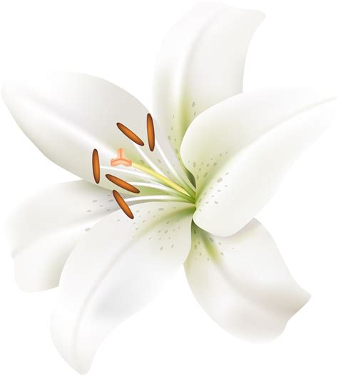 lilies flowers symbol 19617092 PNG