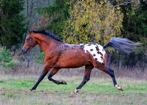 Appaloosa Horse Markings Horse Photos Beautiful Horses