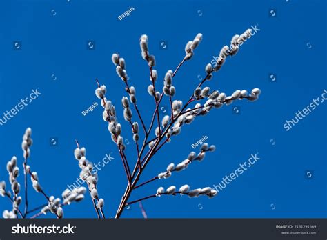 Beautiful Pussy Willow Flowering Branches Fluffy Stock Photo Shutterstock