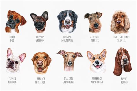 PART 1. Watercolor illustration set DOG breeds. Cute 20 dogs (442919 ...