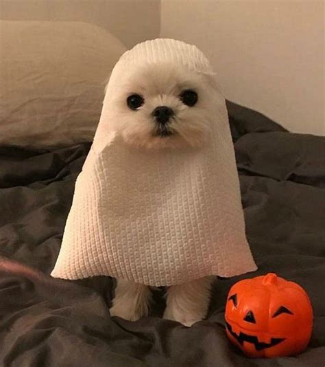 15 Realities That New Pekingese Owners Must Accept Artofit