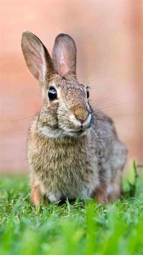 Download Alert Cottontail Rabbitin Grass Wallpaper | Wallpapers.com